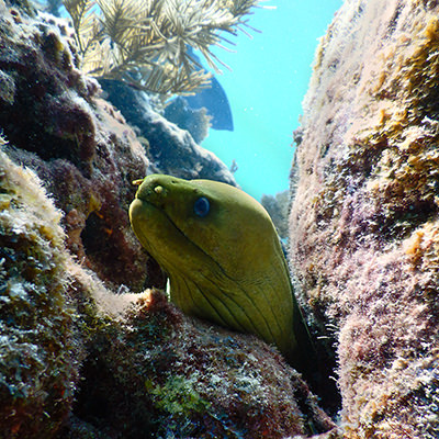 green moray eel