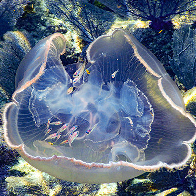 baby fish taking refuge in a moon jelly