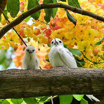 two white terns