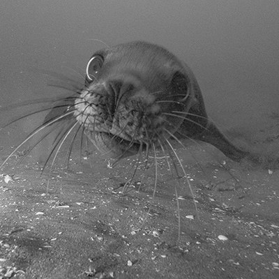 california sea lion