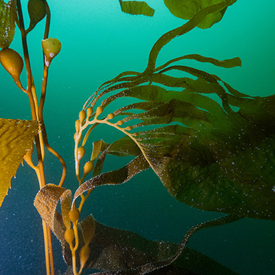 giant kelp