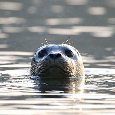 harbor seal