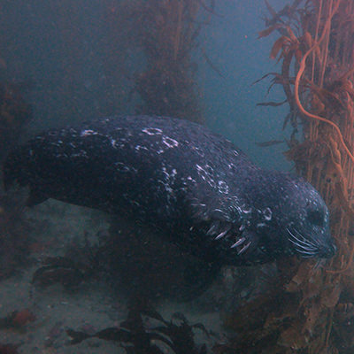 harbor seal