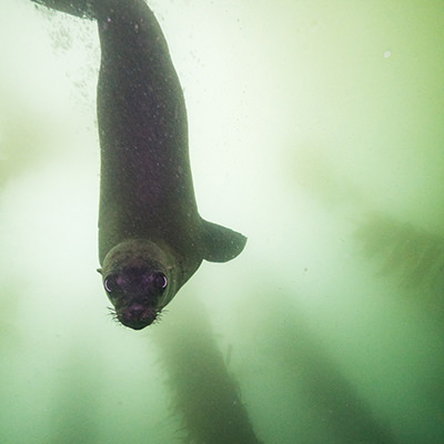 sea lion in kelp forest