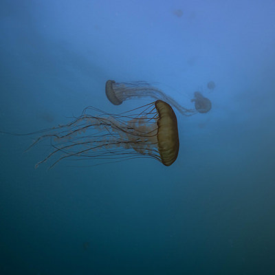 sea nettles