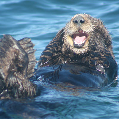 sea otter