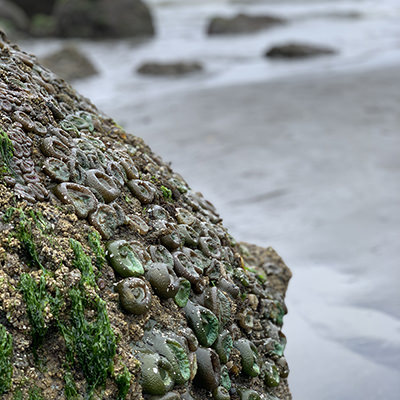 sea anemones at low tide