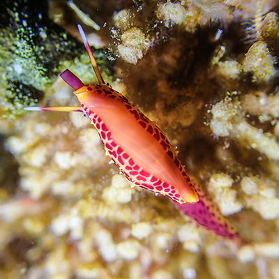 pink snail