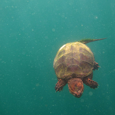 snapping turtle