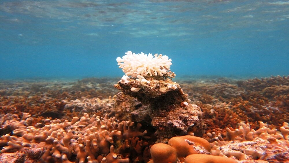 Orange coral reef with raised small bleached coral growing in the middle in blue water with clear surface.