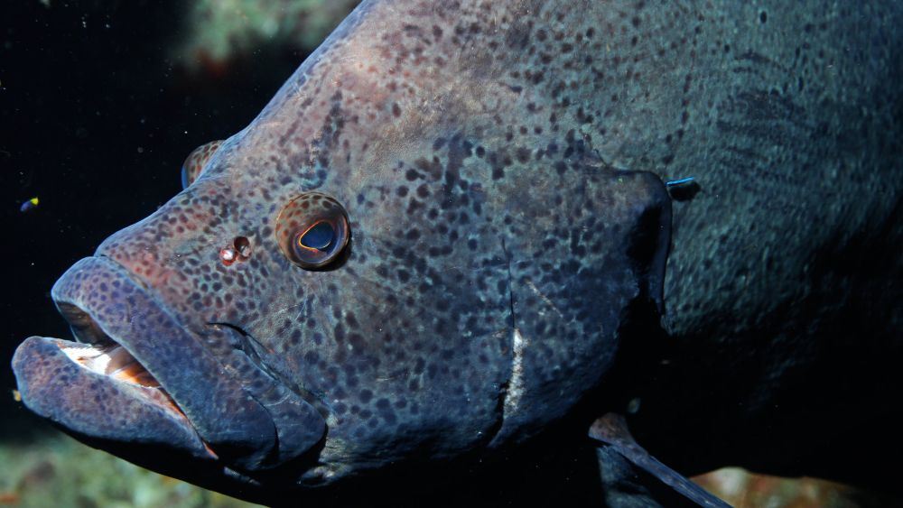 marbled grouper