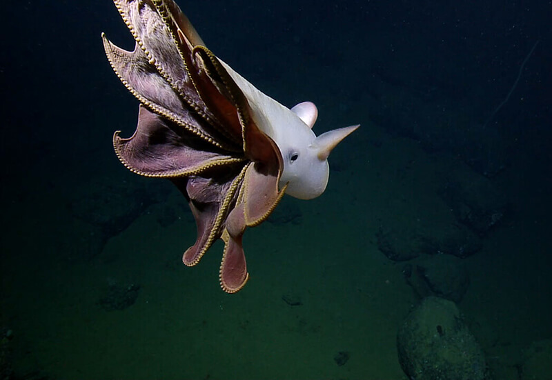 Dumbo octopus