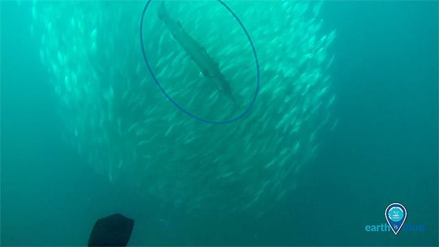 barracuda