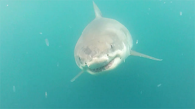 white shark