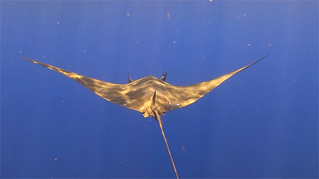 mobula ray