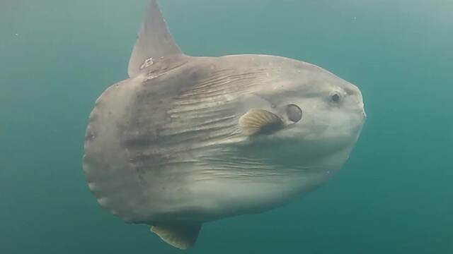 Mola Mola