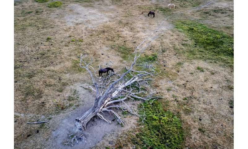 European drought dries up rivers, kills fish, shrivels crops