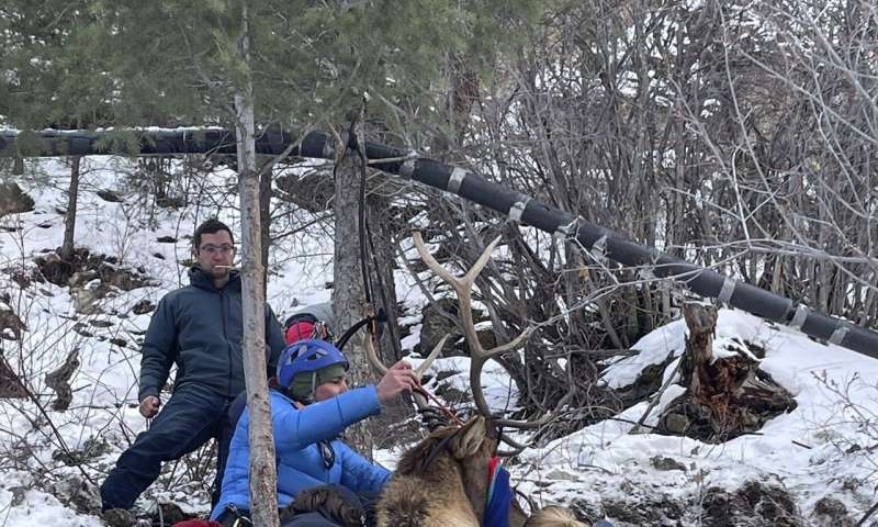 Elk on a shelf: Colorado wildlife officials rescue elk tangled in rope on ice climbing route