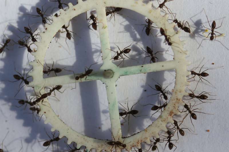 Food-carrying ants use collective problem solving to get through or around obstacles