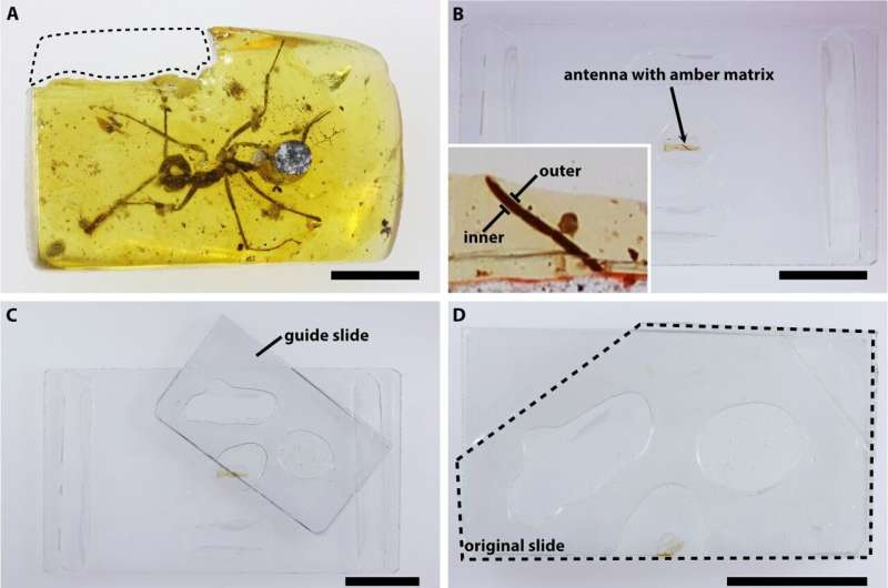 Evidence found of ants from millions of years ago, using same sensory organs as modern ants