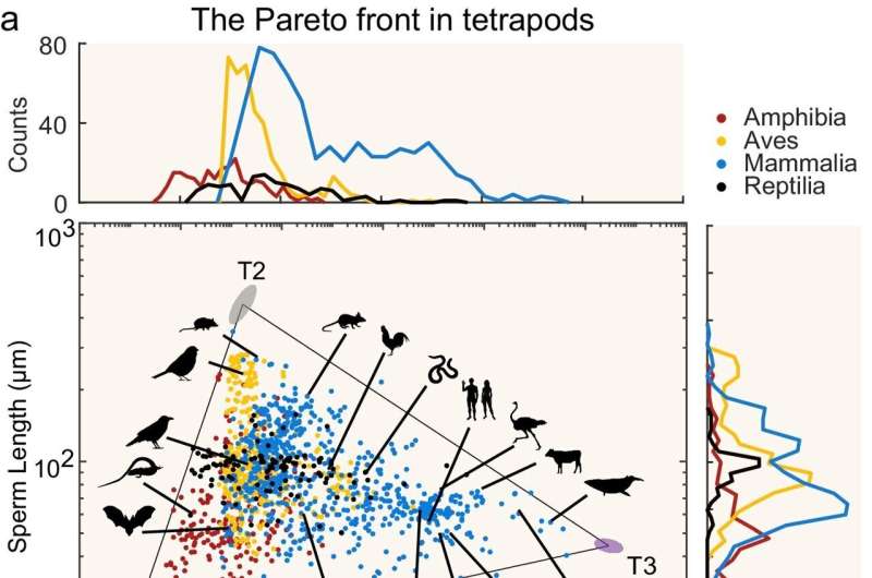 How evolutionary trade-offs shape sperm length in tetrapods