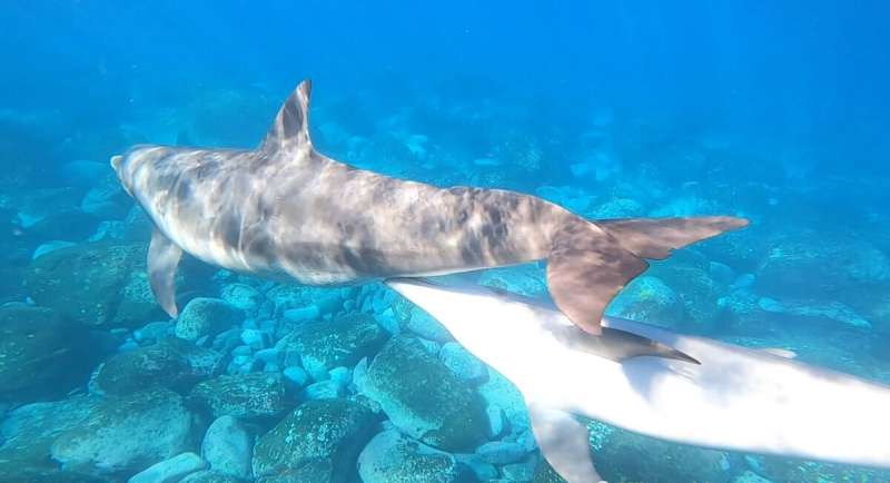 Dolphins use a 'fat taste' system to get their mother's milk