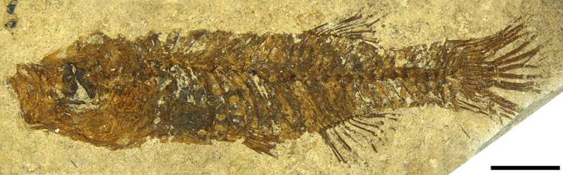 Fossil killifish: new findings reveal unforeseen diversity