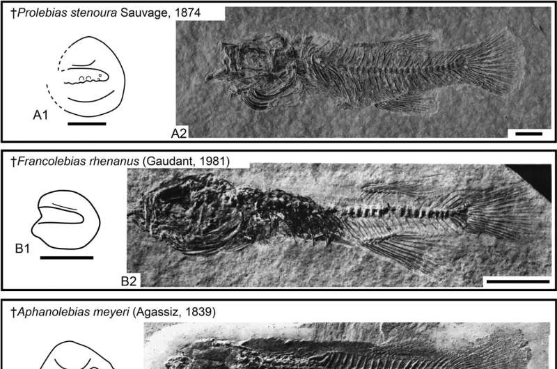 Fossil killifish: New findings reveal unforeseen diversity