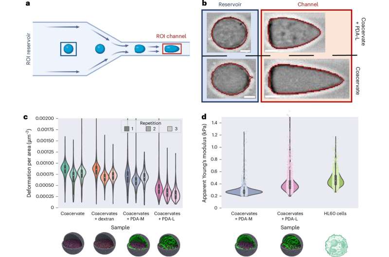 Giving artificial cells a life-like skeleton