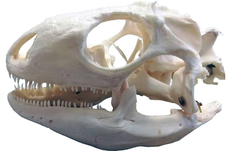 Herbivore or carnivore?—A new toolbox for the study of extinct reptiles