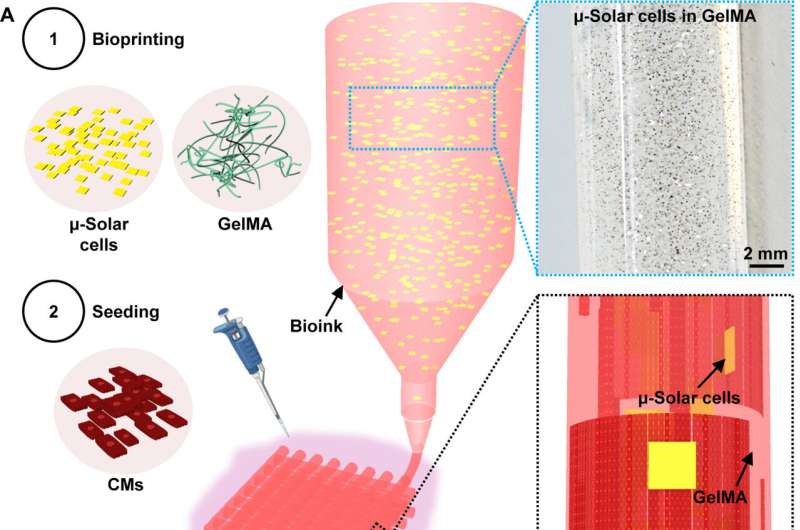 Light-activated ink developed to remotely control cardiac tissue to repair the heart