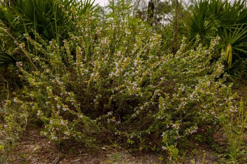 Plants that evolved in Florida over millennia now face extinction and lack protection