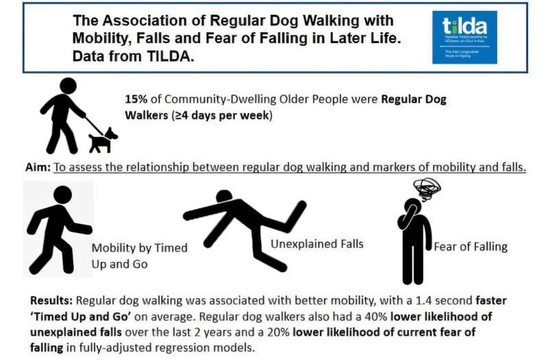 Regular dog walking improves mobility and reduces falls in older adults