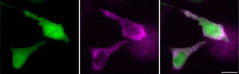 Scientists design bioluminescent RNA