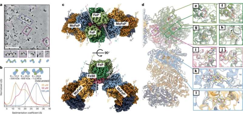 Scientists uncover key step in how diazotrophs 'fix' nitrogen