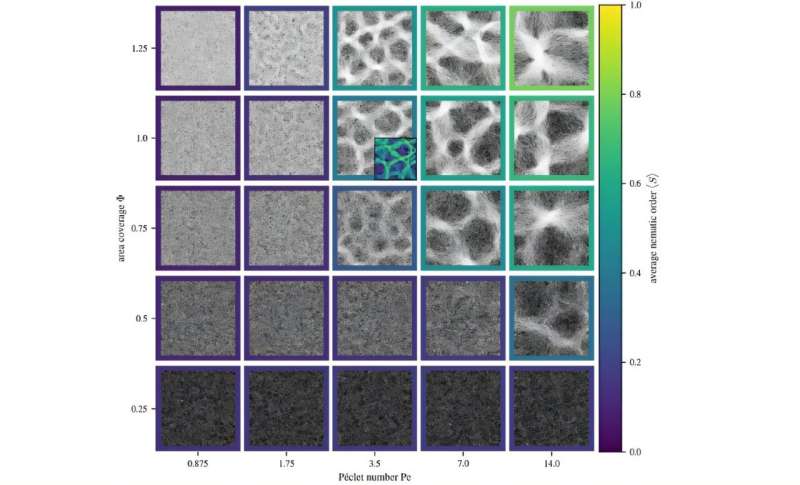 Scientists unravel how ancient bacteria weave living mats – solving one of nature's oldest mysteries 