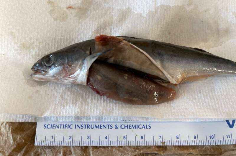 Young salmon may face hungry new competition from juvenile sablefish along northwest coast