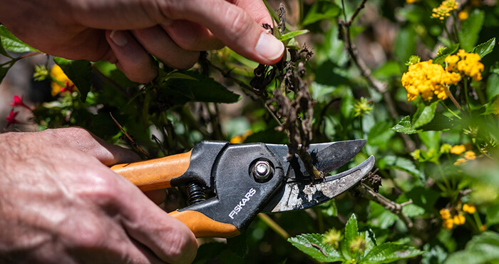 Clipping plants