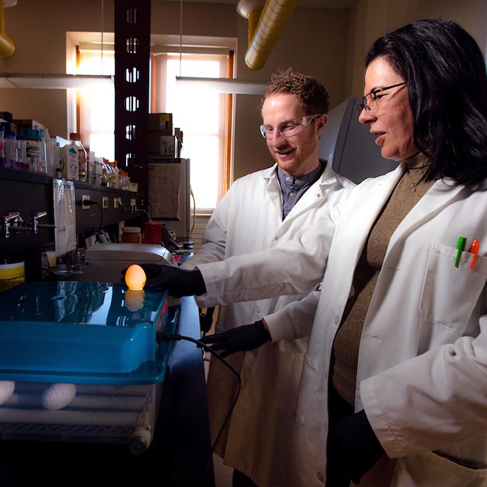 Researchers examine egg embroyos in a lab.