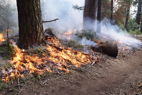 A planned fire burned through needles, branches and logs around sequoias and other trees on June 11 in Kings Canyon National Park.