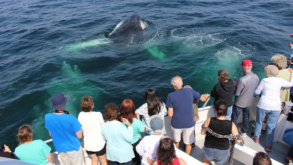 People whale watching from a boat