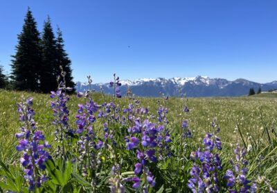 Field of purple wildflowers in the foreground with a backdrop of snow-capped mountains under a clear blue sky. Evergreen trees stand to the left, adding to the scenic alpine meadow landscape.