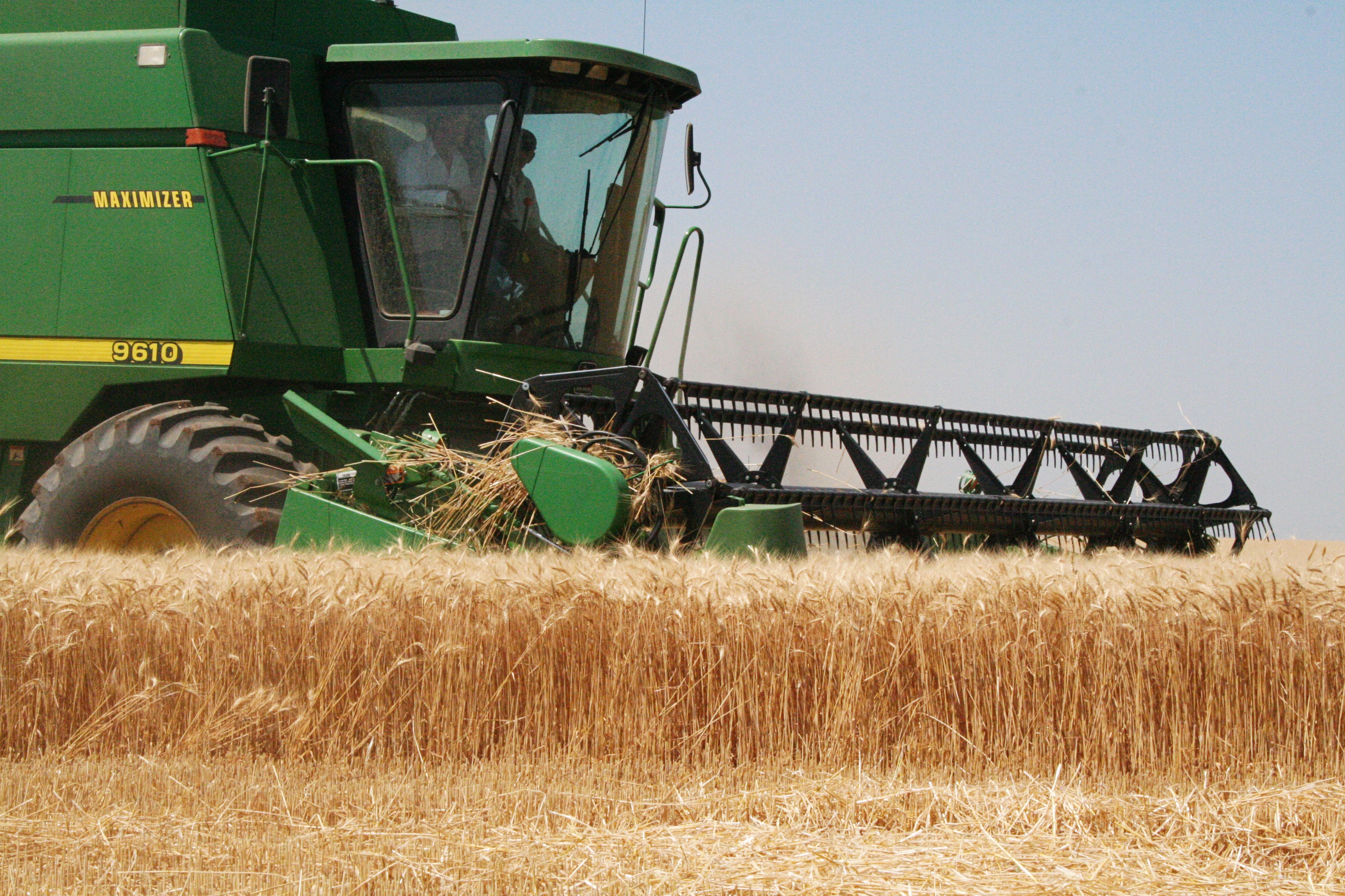 Wheat Truck Driving