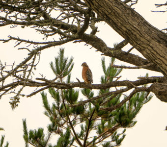 Bird Watching in Monterey