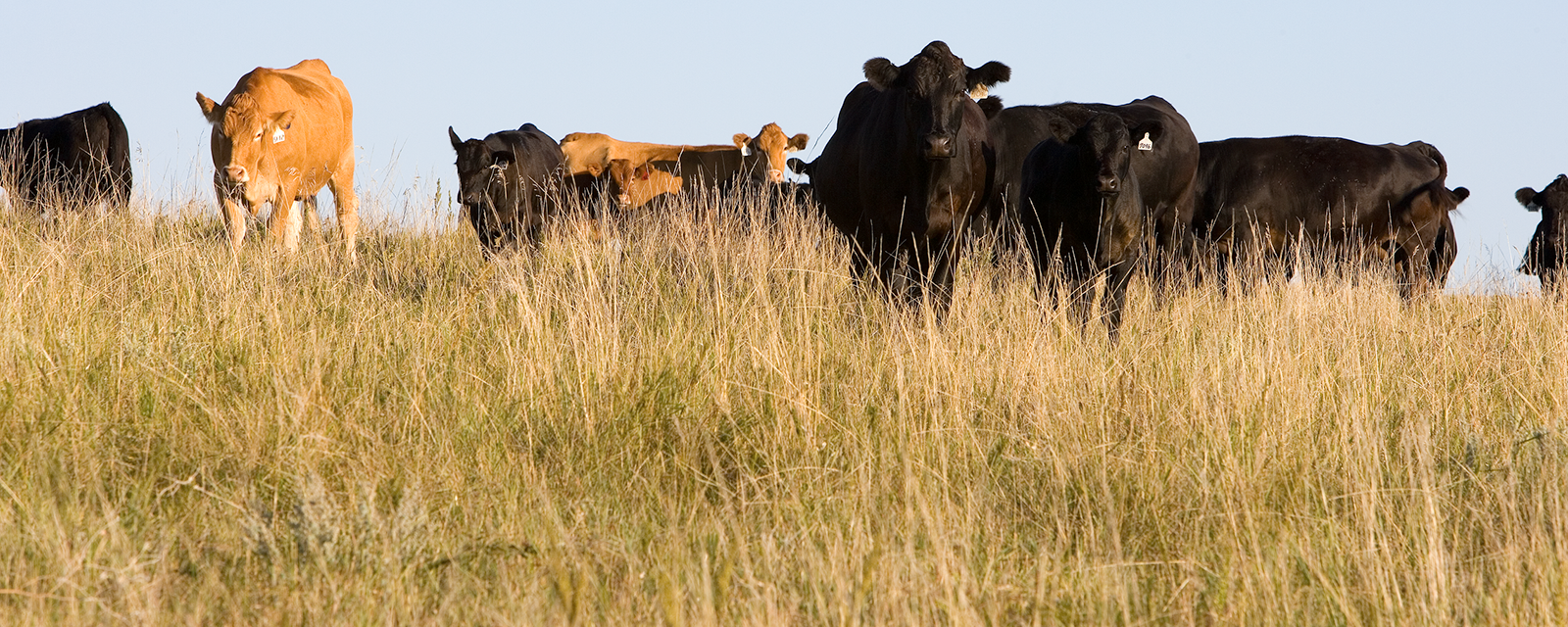 Cows grazing in a plain