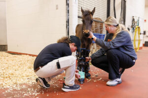 Two women kneel on the ground while one works on the front leg of a small brown horse wearing leg braces