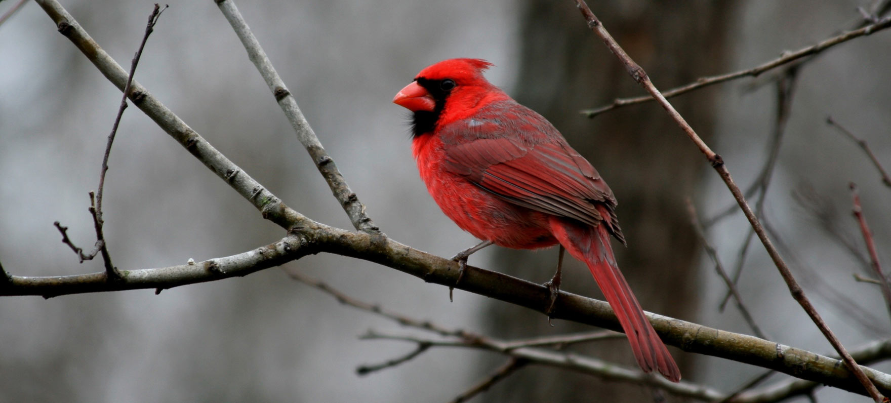 Goliad Cardinal