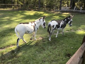 minature donkeys