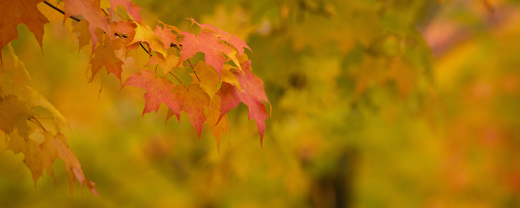 Fall foliage glows in orange and yellow leaves