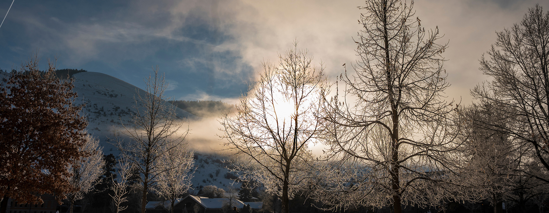 Sunlight streams through frosted trees on the UM campus